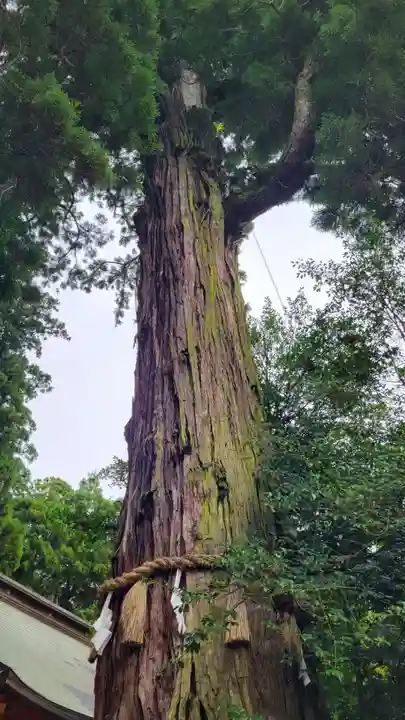 香取神宮の自然