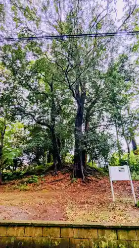 七百餘所神社 の自然