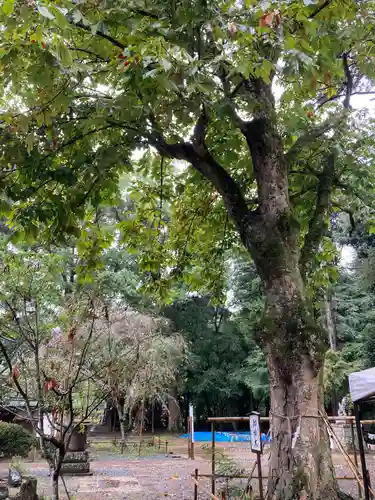 小御門神社(千葉県)
