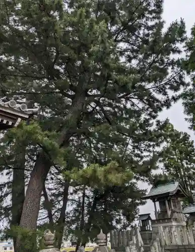 八幡神社 (海津町札野)(岐阜県)