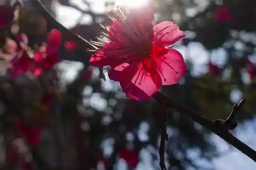 菅原天満宮（菅原神社）の自然