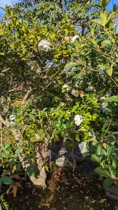 相国寺(相国承天禅寺)(京都府)