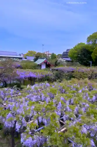 亀戸天神社(東京都)