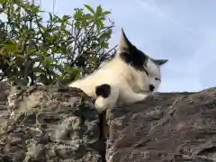 王子神社の動物