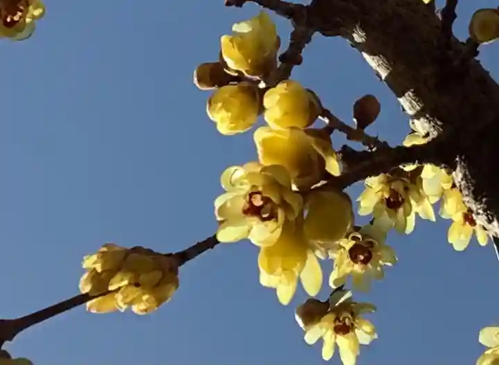 沙沙貴神社の自然