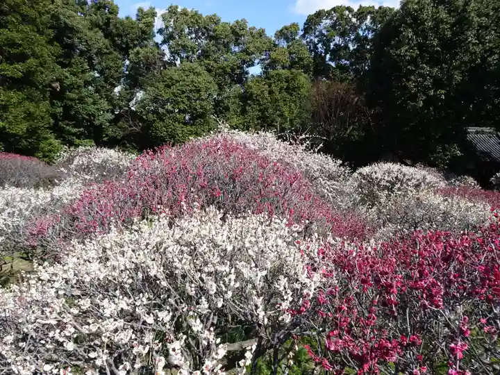 道明寺天満宮の自然
