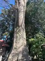 向田神社(栃木県)