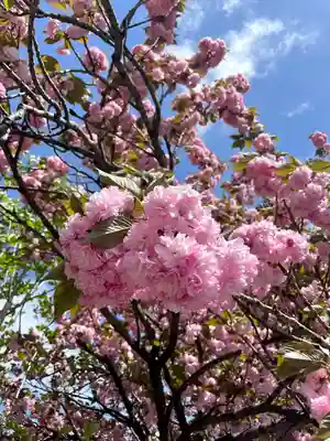 桜神宮(東京都)