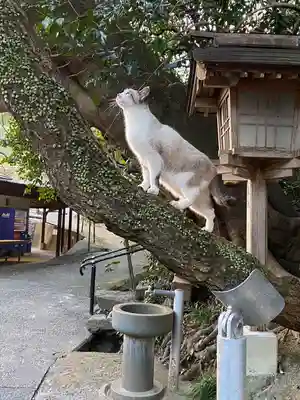 八大龍王水神(宮崎県)