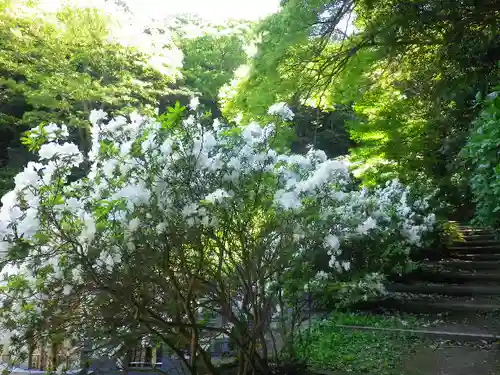 安國論寺（安国論寺）の自然