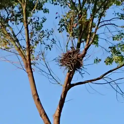 三輪神社の動物