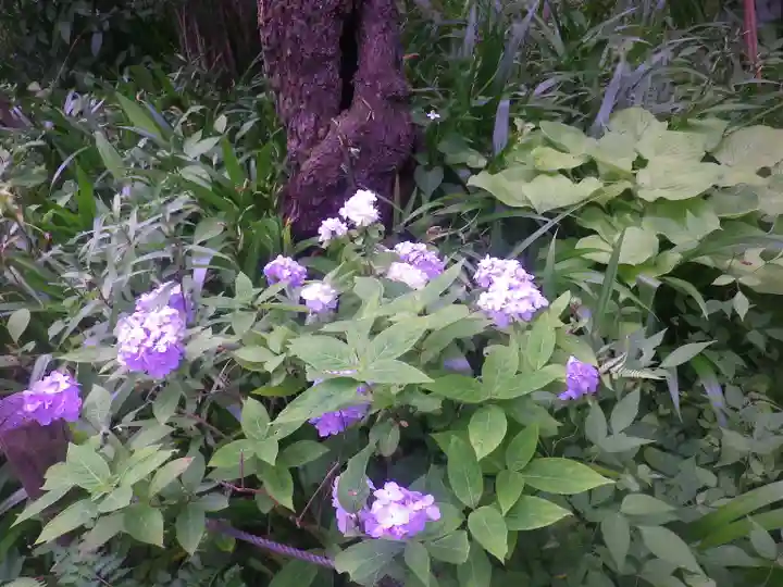 安國論寺(安国論寺)の自然