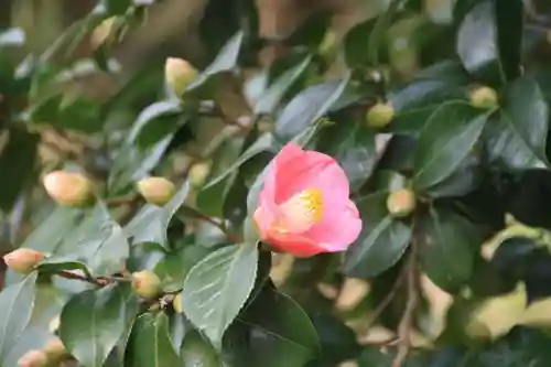 長屋神社の自然
