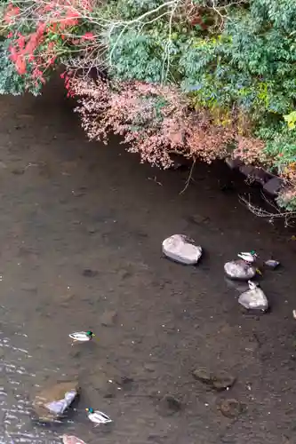 宇佐神宮(大分県)