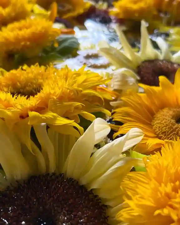 札幌諏訪神社の手水舎