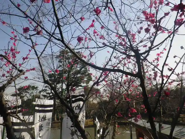 鶴岡八幡宮の自然