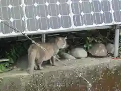 屋久島大社の動物