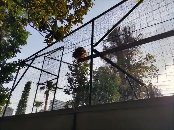 柏諏訪神社の動物