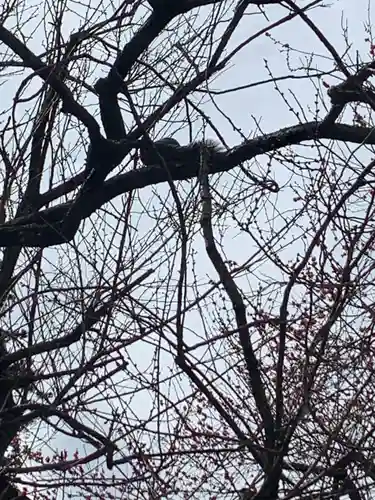 大前神社の自然