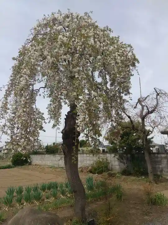 西福寺(埼玉県)