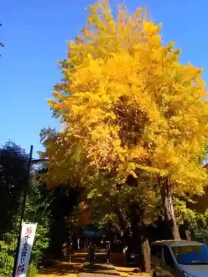 駒込天祖神社の自然