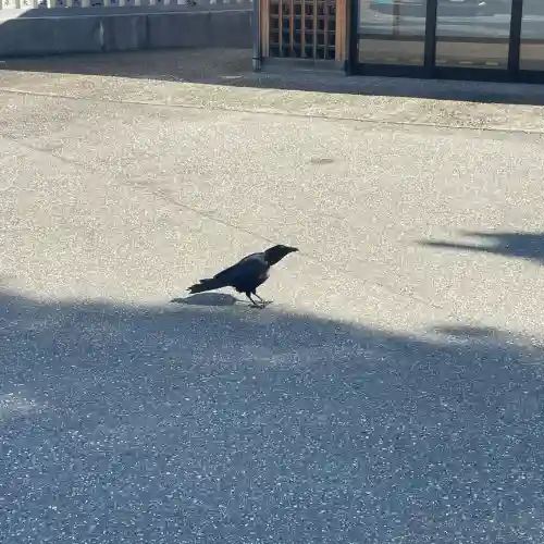 奥田神社の動物