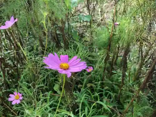 般若寺 ❁﻿コスモス寺❁の自然