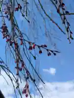 西光寺の{uncategorized: "未分類", other: "その他", undefined: "問題あり", building: "その他建物", grave: "お墓", sacred_gate: "鳥居", guardian: "狛犬", statue: "像", buddha: "仏像", history: "歴史", nature: "自然", garden: "庭園", animal: "動物", pagoda: "塔", temizu: "手水舎", mountain_gate: "山門・神門", sanctuary: "本殿・本堂", subordinate: "末社・摂社", art: "芸術", scenery: "景色", jizo: "地蔵", ema: "絵馬", goshuin: "御朱印", omikuji: "おみくじ", items: "授与品その他", amulet: "お守り", goshuincho: "御朱印帳", eats: "食事", festival: "お祭り", votive_dance: "神楽", shichigosan: "七五三参", wedding: "結婚式", experience: "体験その他", initially: "初詣", around: "周辺", anti_infection: "感染症対策"}
