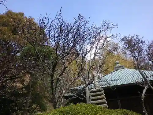 浄光明寺の自然