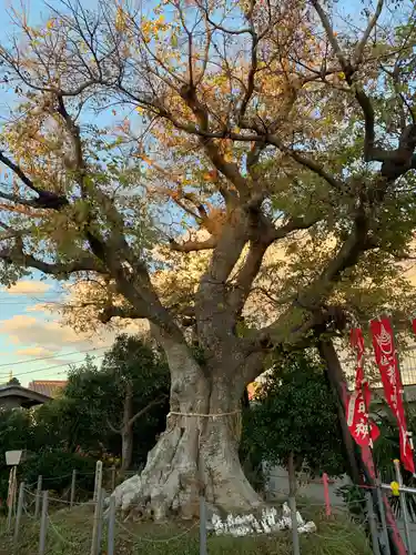 稲荷神社の自然