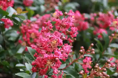 鹿島大神宮の自然