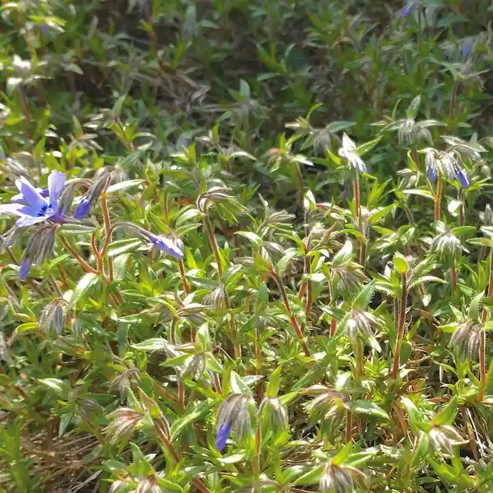 寿量山 速成寺(奈良県)