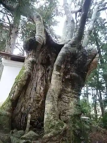 黒沼神社の自然