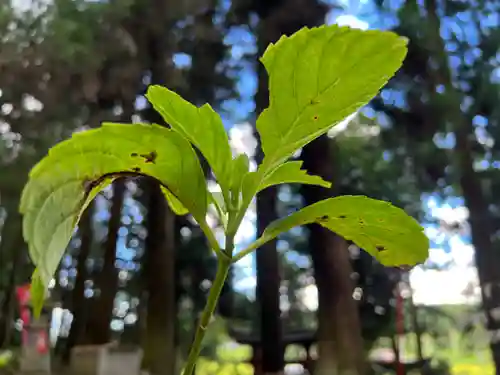 大宮温泉神社(栃木県)