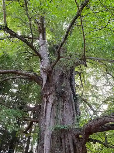水戸八幡宮(茨城県)