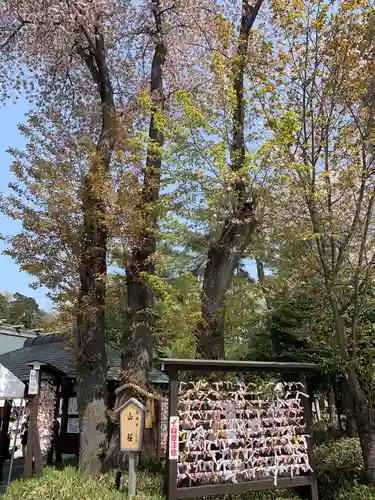 櫻木神社のおみくじ