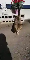 鹿角八坂神社の動物