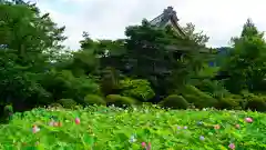 信濃國分寺の庭園