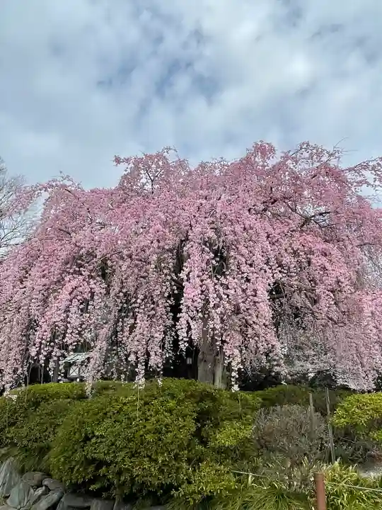 櫻木神社(千葉県)