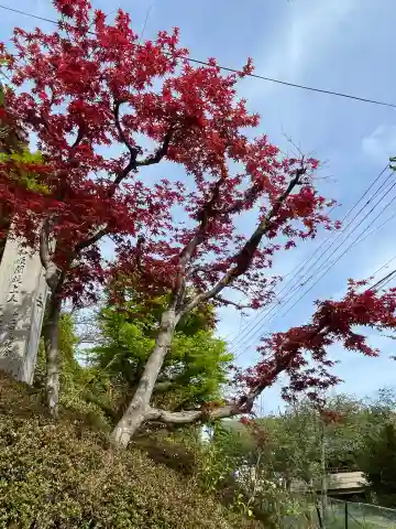 大仙寺(京都府)