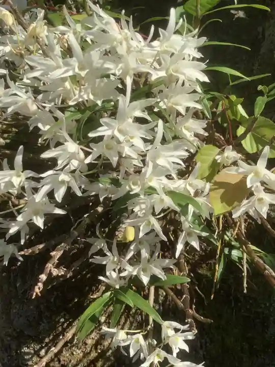 玉野御嶽神社の自然