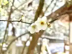 大宮八幡宮の自然