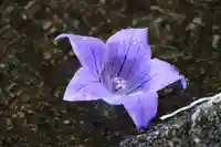 鹿島大神宮の手水舎