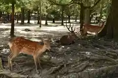 春日大社の動物