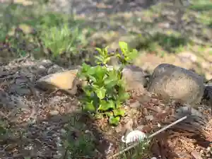 高司神社〜むすびの神の鎮まる社〜の自然(2020年05月22日(金) 05時31分14秒投稿)