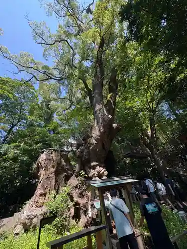來宮神社(静岡県)