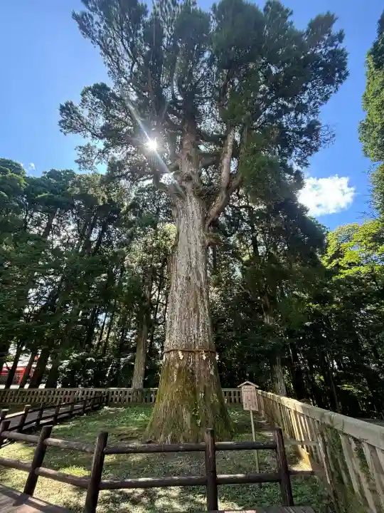 霧島神宮の{uncategorized: "未分類", other: "その他", undefined: "問題あり", building: "その他建物", grave: "お墓", sacred_gate: "鳥居", guardian: "狛犬", statue: "像", buddha: "仏像", history: "歴史", nature: "自然", garden: "庭園", animal: "動物", pagoda: "塔", temizu: "手水舎", mountain_gate: "山門・神門", sanctuary: "本殿・本堂", subordinate: "末社・摂社", art: "芸術", scenery: "景色", jizo: "地蔵", ema: "絵馬", goshuin: "御朱印", omikuji: "おみくじ", items: "授与品その他", amulet: "お守り", goshuincho: "御朱印帳", eats: "食事", festival: "お祭り", votive_dance: "神楽", shichigosan: "七五三参", wedding: "結婚式", experience: "体験その他", initially: "初詣", around: "周辺", anti_infection: "感染症対策"}