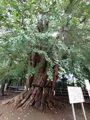 峯ヶ岡八幡神社の自然