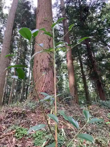 大宮温泉神社の自然