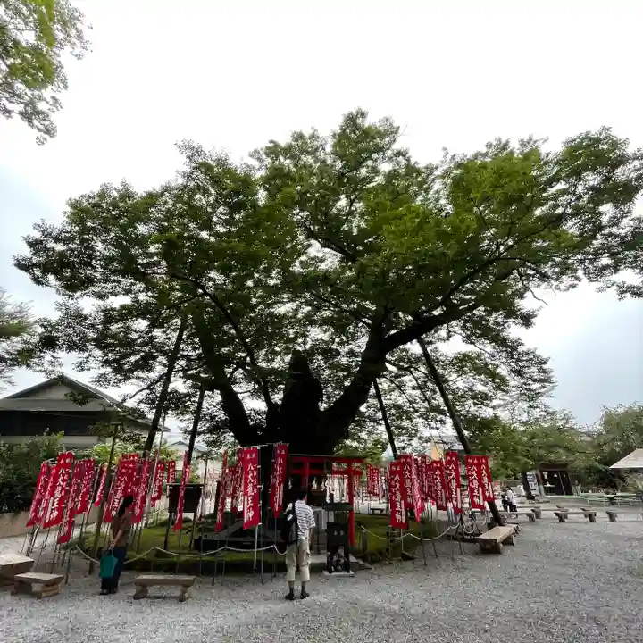 秩父今宮神社の自然
